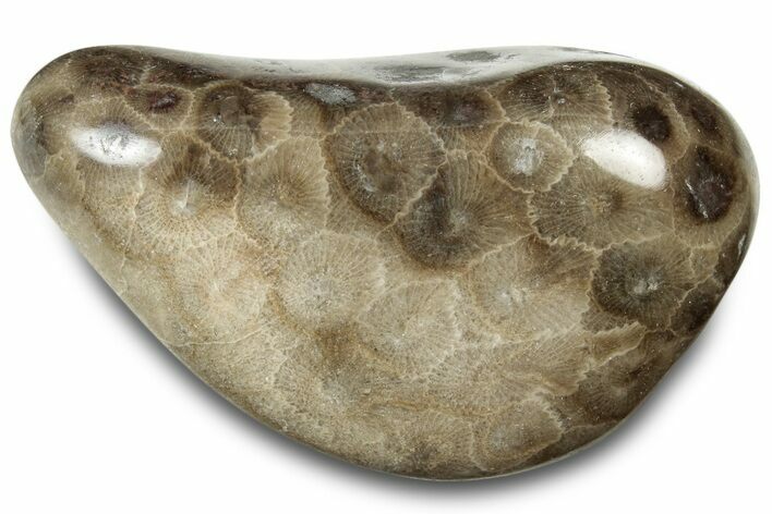 Polished Petoskey Stone (Fossil Coral) - Michigan #322975